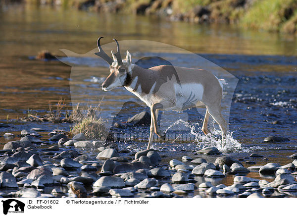 Gabelbock / pronghorn antelope / FF-01602