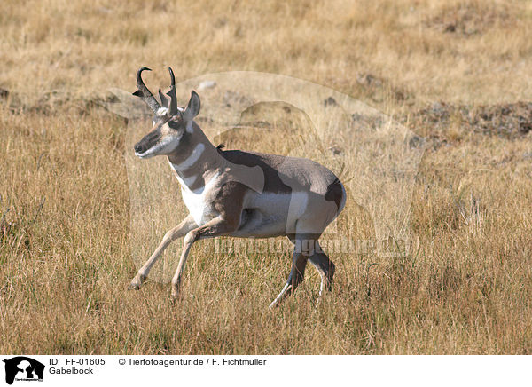 Gabelbock / pronghorn antelope / FF-01605