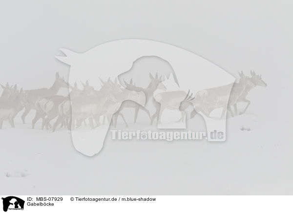 Gabelbcke / MBS-07929