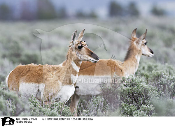 Gabelbcke / Pronghorns / MBS-07936