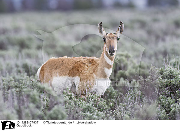 Gabelbock / Pronghorn / MBS-07937