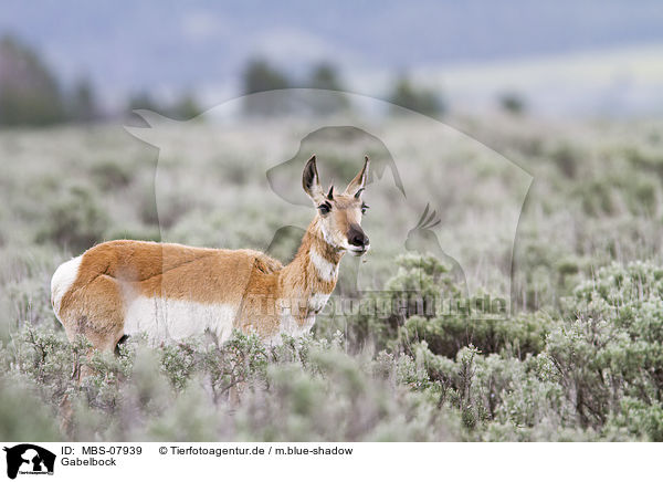 Gabelbock / Pronghorn / MBS-07939