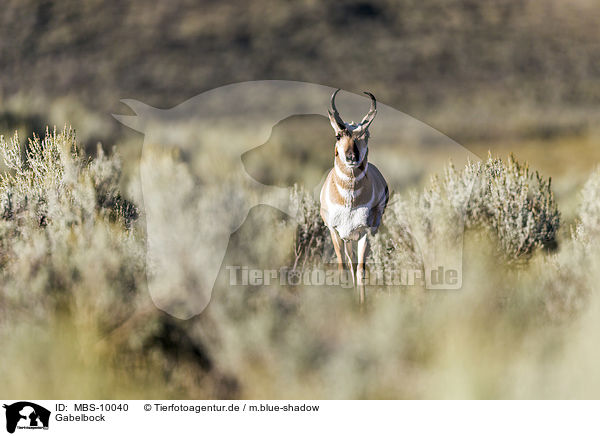 Gabelbock / prong buck / MBS-10040