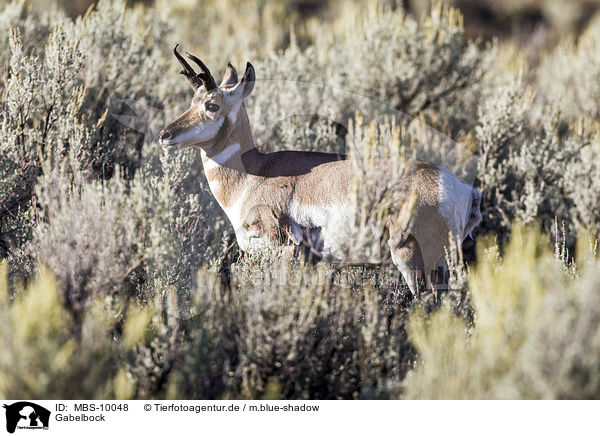 Gabelbock / prong buck / MBS-10048