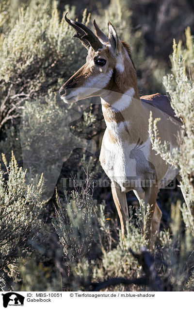 Gabelbock / prong buck / MBS-10051