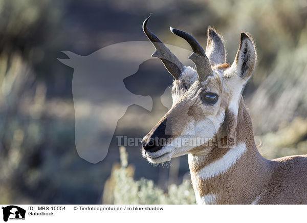 Gabelbock / prong buck / MBS-10054