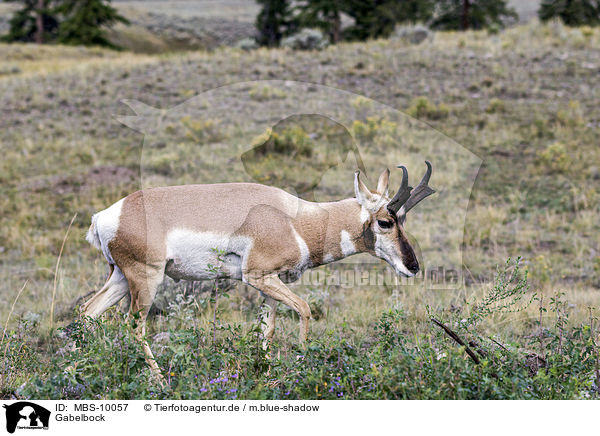 Gabelbock / prong buck / MBS-10057