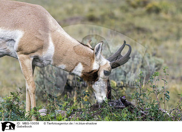 Gabelbock / prong buck / MBS-10058