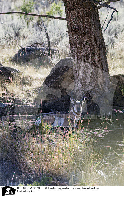 Gabelbock / prong buck / MBS-10070