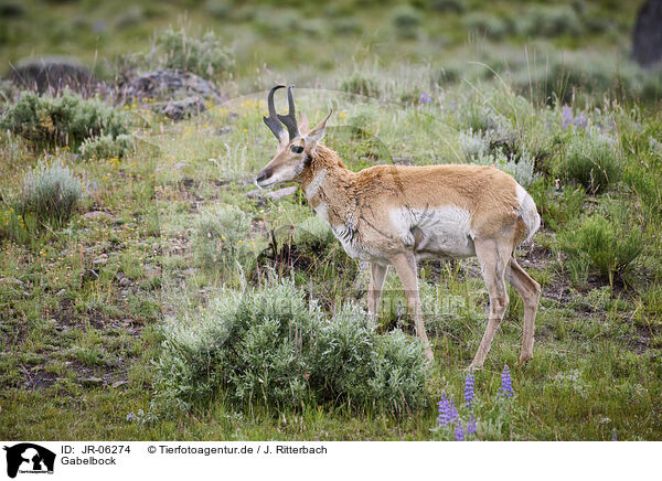 Gabelbock / prong buck / JR-06274