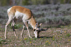 Gabelbock