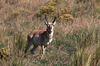 Gabelbock