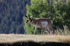 Gabelbock