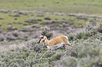 Gabelbock