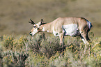 Gabelbock