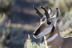 Gabelbock