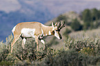 Gabelbock