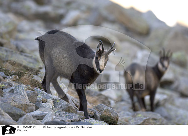 Gmse / chamois / WS-01203