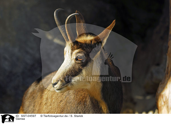 Gmse / chamois / SST-04597
