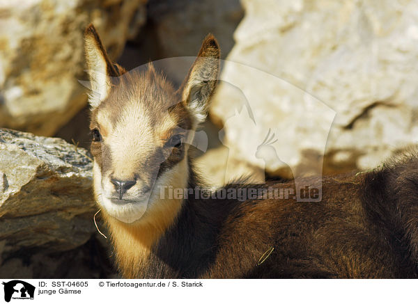 junge Gmse / young chamois / SST-04605