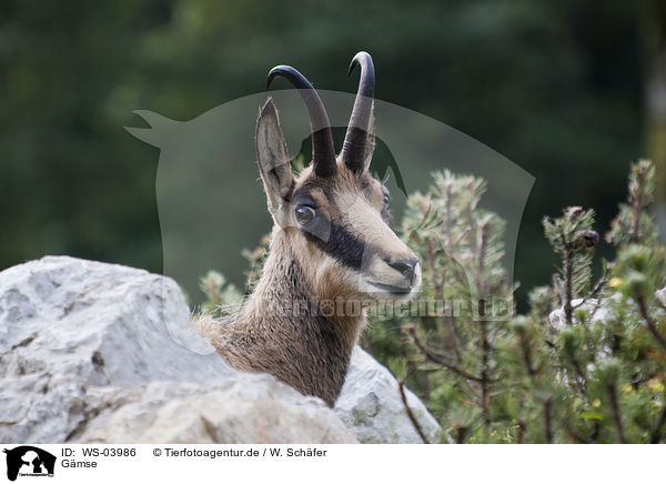 Gmse / chamois / WS-03986