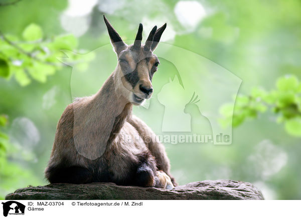 Gmse / chamois / MAZ-03704