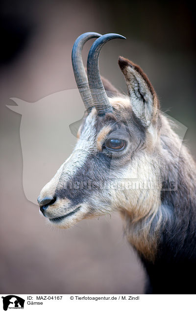 Gmse / chamois / MAZ-04167