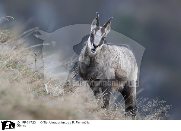 Gmse / chamois / FF-04723