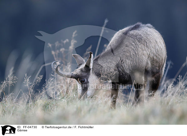 Gmse / chamois / FF-04730