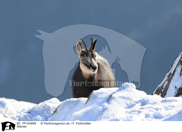 Gmse / chamois / FF-04999