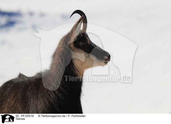 Gmse / chamois / FF-05016