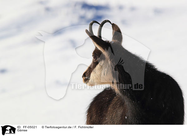 Gmse / chamois / FF-05021