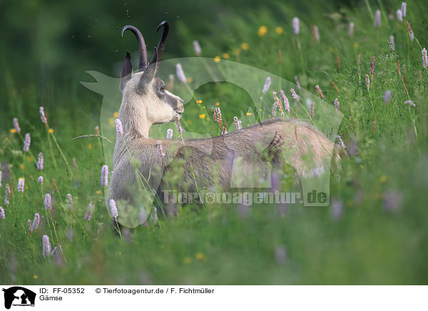 Gmse / chamois / FF-05352