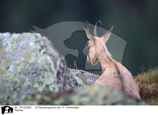 Gmse / chamois / FF-05380