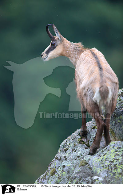 Gmse / chamois / FF-05382