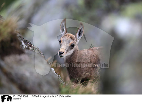 Gmse / chamois / FF-05389