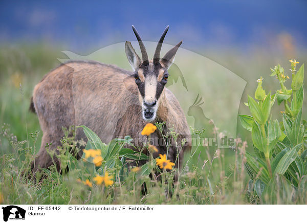 Gmse / chamois / FF-05442