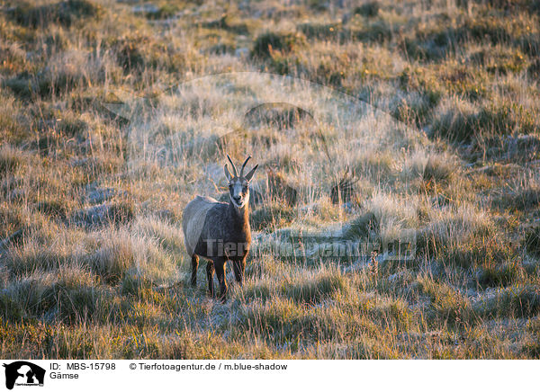 Gmse / chamois / MBS-15798
