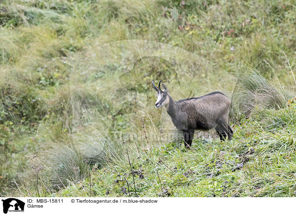 Gmse / chamois / MBS-15811