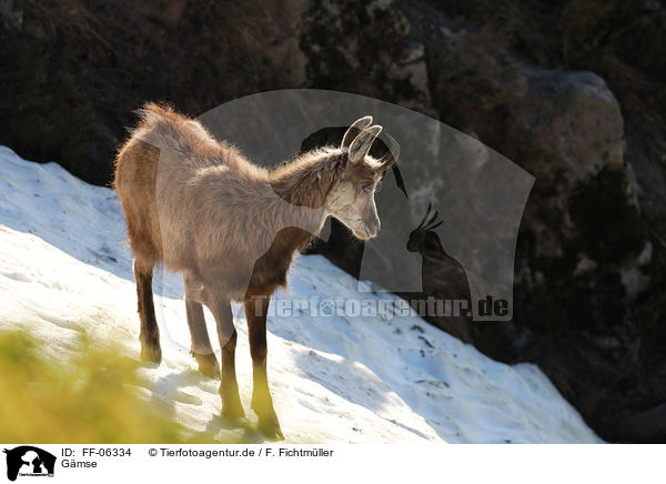 Gmse / chamois / FF-06334