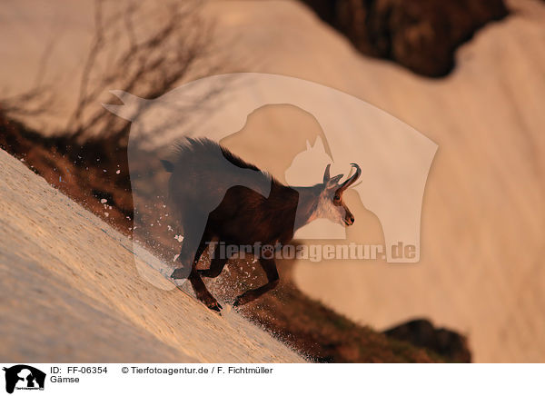 Gmse / chamois / FF-06354