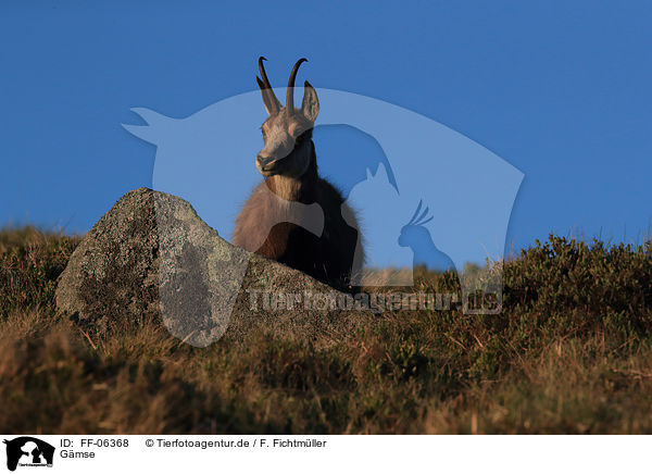 Gmse / chamois / FF-06368