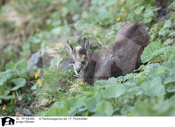 junge Gmse / young chamois / FF-06380