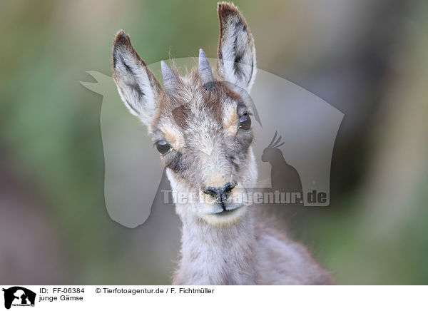 junge Gmse / young chamois / FF-06384