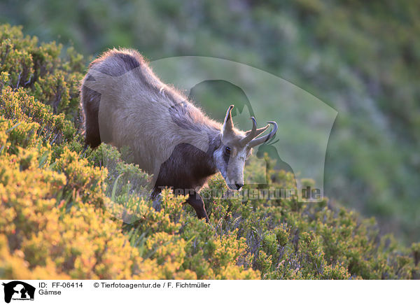 Gmse / chamois / FF-06414