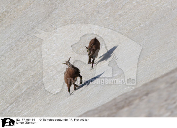 junge Gmsen / young chamoises / FF-06444
