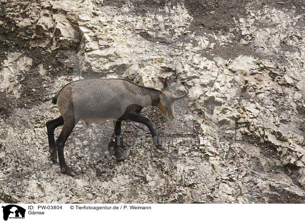 Gmse / chamois / PW-03804
