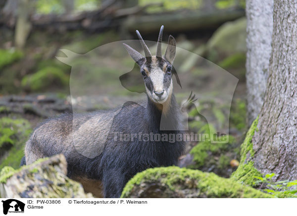 Gmse / chamois / PW-03806