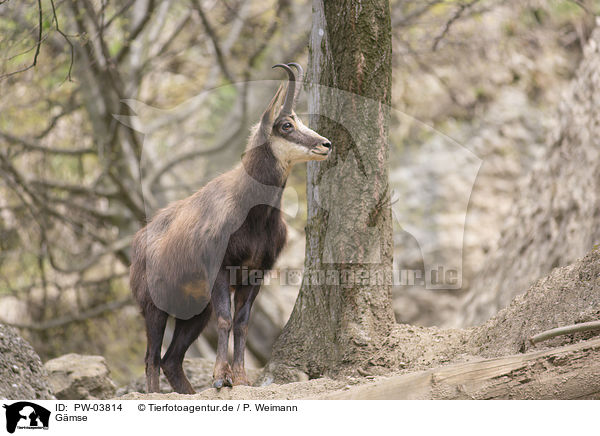 Gmse / chamois / PW-03814