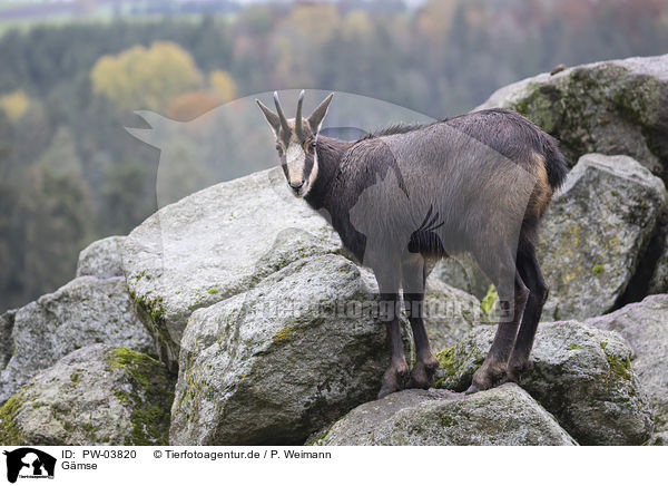 Gmse / chamois / PW-03820